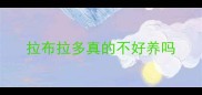 拉布拉多真的不好养吗