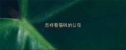 怎样看猫咪的公母