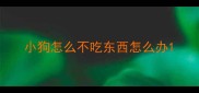 小狗怎么不吃东西怎么办