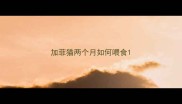 加菲猫两个月如何喂食