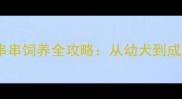 泰迪博美混血串串饲养全攻略从幼犬到成犬的养护要点