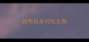拉布拉多对比土狗