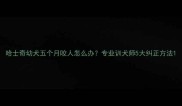 哈士奇幼犬五个月咬人怎么办专业训犬师5大纠正方法