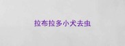 拉布拉多小犬去虫