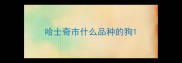 哈士奇市什么品种的狗