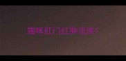 猫咪肛门红肿流脓