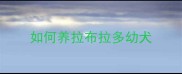 如何养拉布拉多幼犬