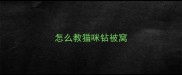 怎么教猫咪钻被窝