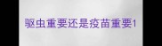 驱虫重要还是疫苗重要