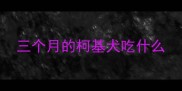 三个月的柯基犬吃什么