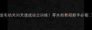 金毛幼犬30天速成站立训练零失败教程新手必看