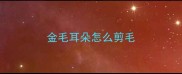 金毛耳朵怎么剪毛