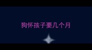 狗怀孩子要几个月