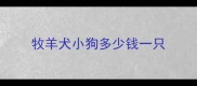 牧羊犬小狗多少钱一只