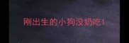 刚出生的小狗没奶吃
