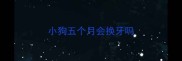 小狗五个月会换牙吗