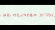 哈士奇品种大全数量特征及饲养指南附不同哈士奇品种对比
