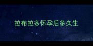 拉布拉多怀孕后多久生