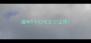 猫咪5个月吃多少正常