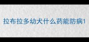 拉布拉多幼犬什么药能防病