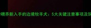 如何科学喂养新入手的边境牧羊犬5大关键注意事项及饲养指南