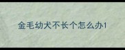 金毛幼犬不长个怎么办