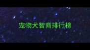 宠物犬智商排行榜
