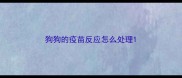 狗狗的疫苗反应怎么处理