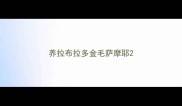 养拉布拉多金毛萨摩耶