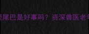 拉布拉多老竖尾巴是好事吗资深兽医老年犬行为密码