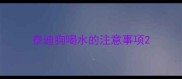 泰迪狗喝水的注意事项