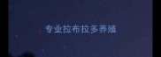 专业拉布拉多养殖