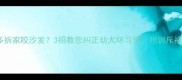 拉布拉多拆家咬沙发3招教您纠正幼犬坏习惯附训斥视频教程