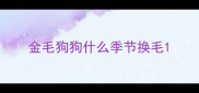 金毛狗狗什么季节换毛