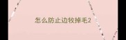 怎么防止边牧掉毛