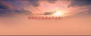 狗狗得皮肤病会不会死