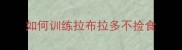 如何训练拉布拉多不捡食