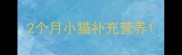 2个月小猫补充营养