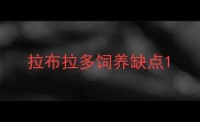 拉布拉多饲养缺点