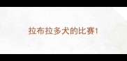 拉布拉多犬的比赛