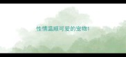 性情温顺可爱的宠物