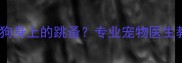 如何彻底清除狗狗身上的跳蚤专业宠物医生教你3大有效方法