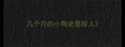 几个月的小狗老是咬人
