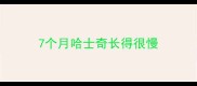 7个月哈士奇长得很慢