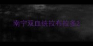 南宁双血统拉布拉多