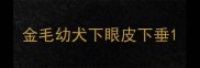 金毛幼犬下眼皮下垂