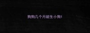 狗狗几个月能生小狗