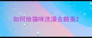 如何给猫咪洗澡去跳蚤