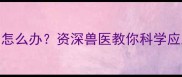 2岁猫咪下牙掉了怎么办资深兽医教你科学应对猫咪掉牙问题