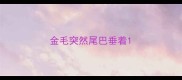 金毛突然尾巴垂着